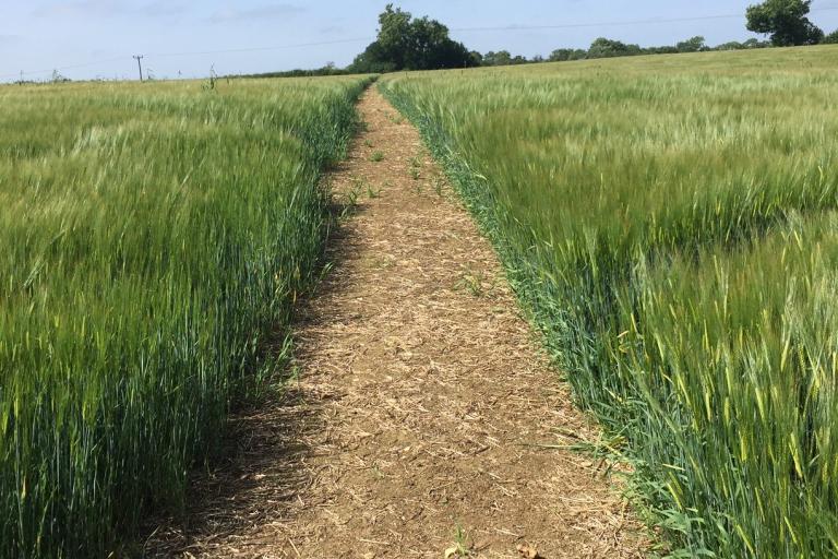 Cross-field footpath