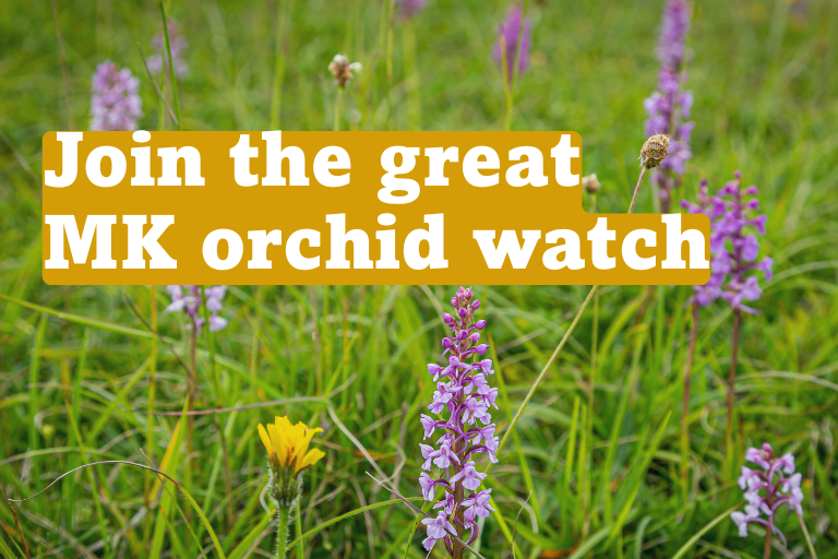 MK Great Orchid Walk
