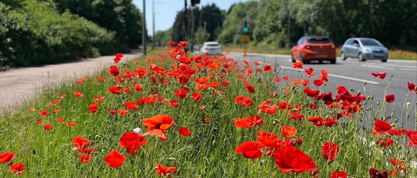 Wildflowers in Milton Keynes